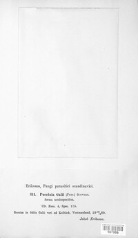Puccinia galii image
